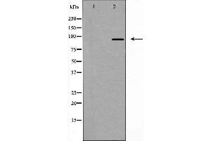 Western blot analysis of extracts from Jurkat cells, using FAM35A/B antibody. (FAM35A antibody  (Internal Region))