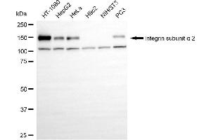 Western blotting analysis using Integrin subunit alpha 2 antibody (ABIN7799060).