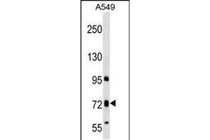 Western blot analysis in A549 cell line lysates (35ug/lane). (Tmc4 antibody  (N-Term))