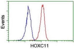 Image no. 2 for anti-Homeobox C11 (HOXC11) (AA 1-304) antibody (ABIN1490737) (HOXC11 antibody  (AA 1-304))
