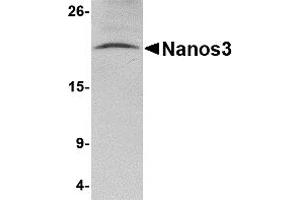 Western Blotting (WB) image for anti-Nanos Homolog 3 (NANOS3) (C-Term) antibody (ABIN1030535) (NANOS3 antibody  (C-Term))