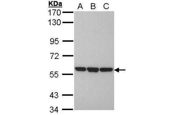 PDIA3 antibody  (C-Term)