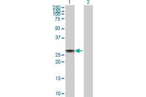 Western Blot analysis of APOA1 expression in transfected 293T cell line by APOA1 MaxPab polyclonal antibody. (APOA1 antibody  (AA 1-267))