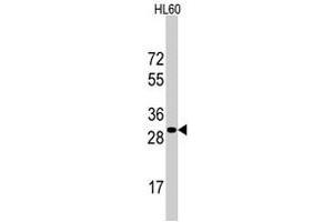 Western blot analysis of RPS6 polyclonal antibody  in HL-60 cell line lysates (35 ug/lane). (RPS6 antibody  (N-Term))