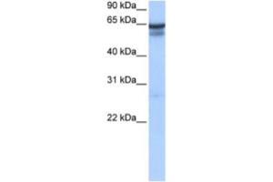 Western Blotting (WB) image for anti-Regulatory Factor X 5 (RFX5) antibody (ABIN2461622) (RFX5 antibody)