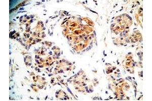 Human pancreas tissue was stained by Rabbit Anti-Augurin (71-107) (Human) Antiserum (C2orf40 antibody  (Preproprotein))