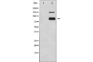 Western blot analysis of PECAM-1 phosphorylation expression in Jurkat whole cell lysates,The lane on the left is treated with the antigen-specific peptide. (CD31 antibody  (pTyr713))