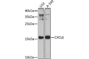 Western blot analysis of extracts of various cell lines, using CXCL6 antibody (ABIN7266316) at 1:3000 dilution. (CXCL6 antibody  (AA 38-114))