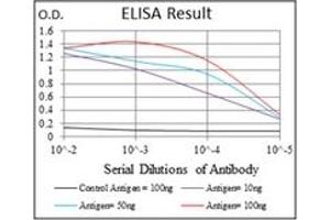 ELISA image for anti-Ribosomal Protein S6 Kinase, 70kDa, Polypeptide 1 (RPS6KB1) antibody (ABIN1108904)