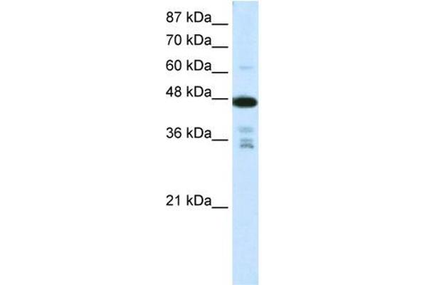 PRMT2 antibody  (N-Term)