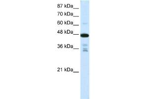 WB Suggested Anti-PRMT2 Antibody Titration:  0. (PRMT2 antibody  (N-Term))