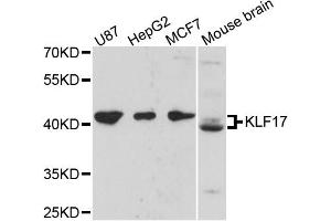 Western blot analysis of extracts of various cell lines, using KLF17 antibody. (KLF17 antibody)