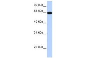 Image no. 1 for anti-Kelch-Like 36 (KLHL36) (AA 396-445) antibody (ABIN6740389) (KLHL36 antibody  (AA 396-445))