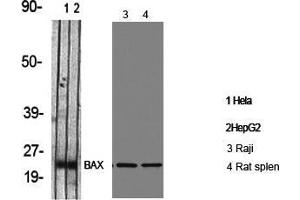 Western Blot (WB) analysis of specific cells using Bax Polyclonal Antibody. (BAX antibody  (Internal Region))