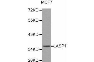 LASP1 antibody  (AA 130-205)