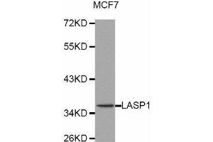 Western blot analysis of extracts of MCF7 cell line, using LASP1 antibody. (LASP1 antibody  (AA 130-205))