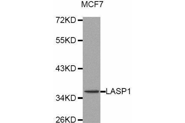 LASP1 Antikörper  (AA 130-205)