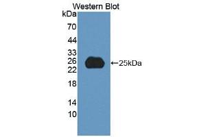 Western blot analysis of recombinant Human SPP2. (SPP2 antibody  (AA 30-211))