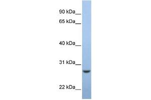 WB Suggested Anti-C15orf24 Antibody Titration:  0. (Emc7 antibody  (Middle Region))