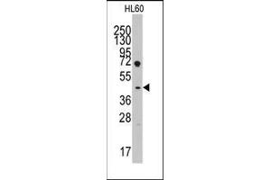 Western blot analysis of anti-LEFTB(C-term) Pab in HL60 cell line lysates (35ug/lane). (LEFTY1 antibody  (C-Term))