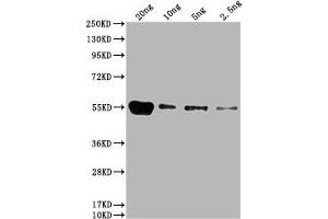 Western Blot Positive WB detected in: HIS fusion protein 1 at 20 ng, 10 ng, 5 ng, 2. (His Tag antibody)