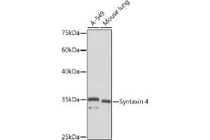 Western blot analysis of extracts of various cell lines, using Syntaxin 4 Rabbit mAb (ABIN7270687) at 1:1000 dilution. (Syntaxin 4 antibody)