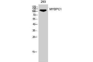 Western Blotting (WB) image for anti-Myosin Binding Protein C, Slow Type (MYBPC1) (Internal Region) antibody (ABIN3185719) (MYBPC1 antibody  (Internal Region))