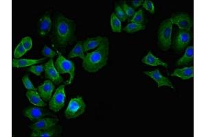 Immunofluorescent analysis of A549 cells using ABIN7148376 at dilution of 1:100 and Alexa Fluor 488-congugated AffiniPure Goat Anti-Rabbit IgG(H+L) (CD55 antibody  (AA 35-126))