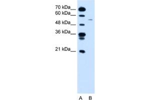 Western Blotting (WB) image for anti-Cyclin B1 (CCNB1) antibody (ABIN2460180) (Cyclin B1 antibody)