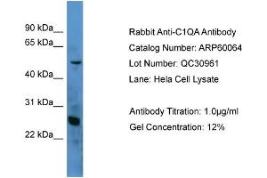 WB Suggested Anti-C1QA  Antibody Titration: 0. (C1QA antibody  (N-Term))