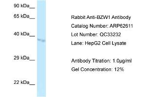 Western Blotting (WB) image for anti-Basic Leucine Zipper and W2 Domains 1 (BZW1) (N-Term) antibody (ABIN2789188) (BZW1 antibody  (N-Term))