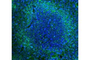 IF analysis of Cd2 using anti-Cd2 antibody (ABIN7601386). (CD2 antibody  (AA 34-330))