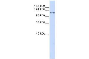 WB Suggested Anti-XPO5 Antibody Titration:  0. (XPO5 antibody  (N-Term))