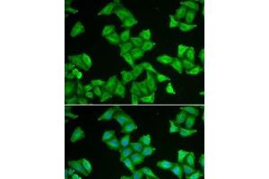 Immunofluorescence analysis of U2OS cells using COX5A Polyclonal Antibody (COX5A antibody)