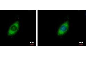 Immunofluorescence (IF) image for anti-Heat Shock Protein 90kDa beta (Grp94), Member 1 (HSP90B1) (Center) antibody (ABIN2855578)