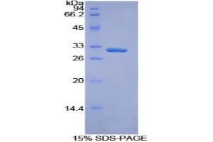 SDS-PAGE analysis of Mouse Torsin 3A Protein. (TOR3A Protein)