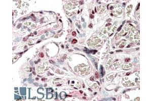 ABIN1590105 (5µg/ml) staining of paraffin embedded Human Placenta. (CREB3L2 antibody  (N-Term))