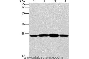 Western blot analysis of Jurkat, A431, A549 and A375 cell, using CASP14 Polyclonal Antibody at dilution of 1:350 (CASP14 antibody)