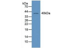 Detection of RXRg in Mouse Heart Tissue using Polyclonal Antibody to Retinoid X Receptor Gamma (RXRg) (Retinoid X Receptor gamma antibody  (AA 12-220))
