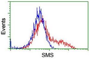 HEK293T cells transfected with either RC200619 overexpress plasmid (Red) or empty vector control plasmid (Blue) were immunostained by anti-SMS antibody (ABIN2454722), and then analyzed by flow cytometry. (SMS antibody)