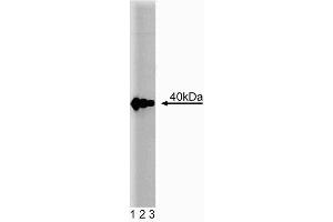 Western blot analysis of PKA[C] on HeLa cell lysate. (PRKACA antibody  (AA 18-347))