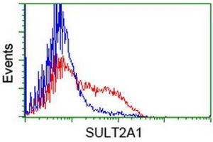 HEK293T cells transfected with either RC204737 overexpress plasmid (Red) or empty vector control plasmid (Blue) were immunostained by anti-SULT2A1 antibody (ABIN2453697), and then analyzed by flow cytometry. (SULT2A1 antibody)