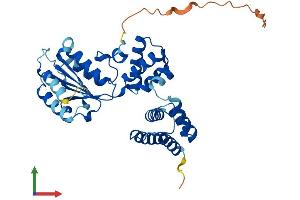 AlphaFold protein structure predicition of Human Recombinant RFC2 Protein, UniprotID P35250 (RFC2 Protein (AA 1-354) (His tag))