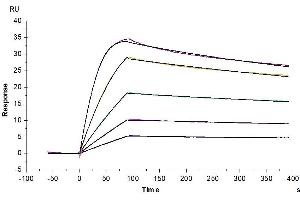 Cynomolgus uPAR, His Tag immobilized on CM5 Chip can bind Cynomolgus PLAU, His Tag with an affinity constant of 0. (PLAU Protein (AA 21-430) (His tag))