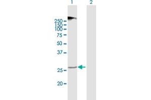 Western Blot analysis of TMEM38A expression in transfected 293T cell line by TMEM38A MaxPab polyclonal antibody. (TMEM38A antibody  (AA 1-299))