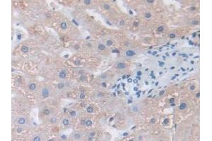 Immunohistochemistry (IHC) image for anti-Fibrillin 1 (FBN1) (AA 723-902) antibody (ABIN7438973)