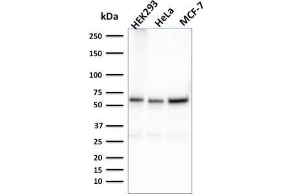 FAF1 antibody