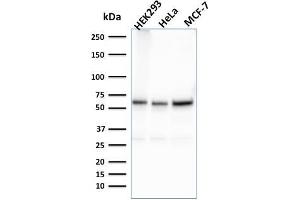 Western Blot Analysis of HEK293, HeLa, MCF-7 cell lysates using Purified FAF1 Mouse Monoclonal Antibody (CPTC-FAF1-2). (FAF1 antibody)
