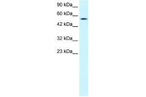 Lipase antibody (Pancreatic) used at 1 ug/ml to detect target protein. (Lipase (C-Term) antibody)