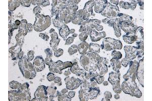 (ABIN185465) Negative Control showing staining of paraffin embedded Human Placenta, with no primary antibody. (GDF15 antibody  (C-Term))